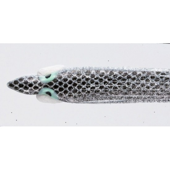 Yo-Zuri Octopus Skirt 3.0 R95-230A Color N-47